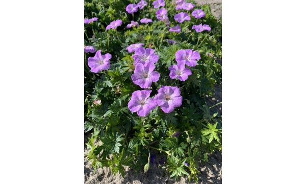 Snaputis (Geranium) Frivolius lilac