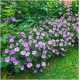 Snaputis (Geranium) Frivolius lilac
