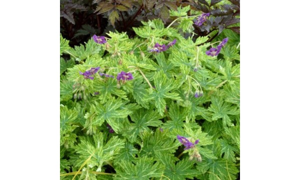 Snaputis juodasis (Geranium phaeum) Margaret Wilson