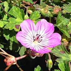 Snaputis (Geranium) Kelly Anne