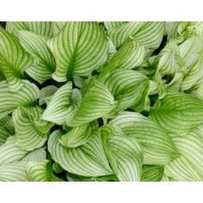 Melsvė (Hosta) Zebra stripes Melsvė (Hosta) Zebra stripes