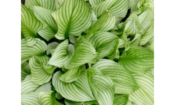 Melsvė (Hosta) Zebra stripes Melsvė (Hosta) Zebra stripes