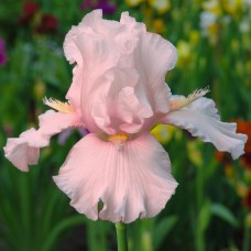 Vilkdalgis barzdotasis (Iris) Cherised