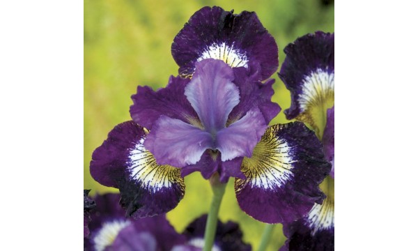 Vilkdalgis sibirinis (Iris sibirica) Contrast in styles