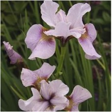 Vilkdalgis sibirinis (Iris sibirica) Roanoke's choice