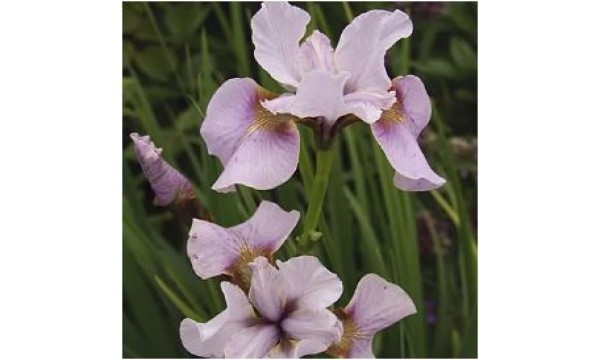 Vilkdalgis sibirinis (Iris sibirica) Roanoke's choice