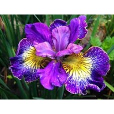 Vilkdalgis sibirinis (Iris sibirica) How Audacious