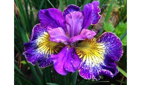 Vilkdalgis sibirinis (Iris sibirica) How Audacious