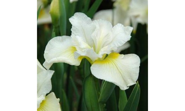 Vilkdalgis sibirinis (Iris sibirica) Harpswell Happiness