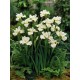 Vilkdalgis sibirinis (Iris sibirica) Harpswell Happiness