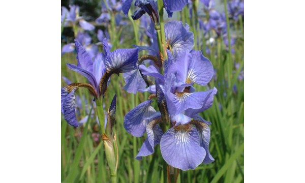 Vilkdalgis sibirinis (Iris sibirica) Persimmon