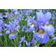 Vilkdalgis sibirinis (Iris sibirica) Persimmon