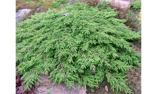 Kadagys paprastasis (Juniperus communis) Green Carpet