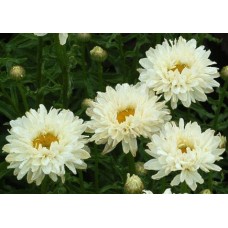 Baltagalvė (Leucanthemum) Victorian secret