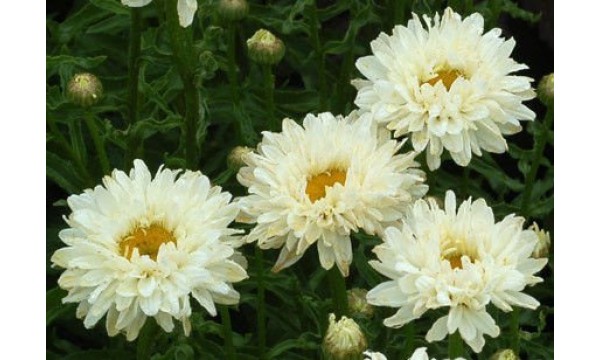 Baltagalvė (Leucanthemum) Victorian secret