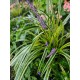 Laibūnė (Liriope muscarii) Variegata