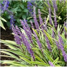 Laibūnė (Liriope muscarii) Variegata Laibūnė (Liriope muscarii) Variegata