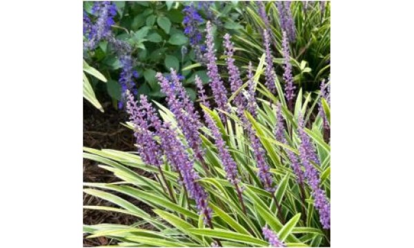 Laibūnė (Liriope muscarii) Variegata
