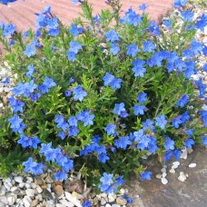 Litodora gulsčioji (Lithodora diffusa) Heavenly Blue