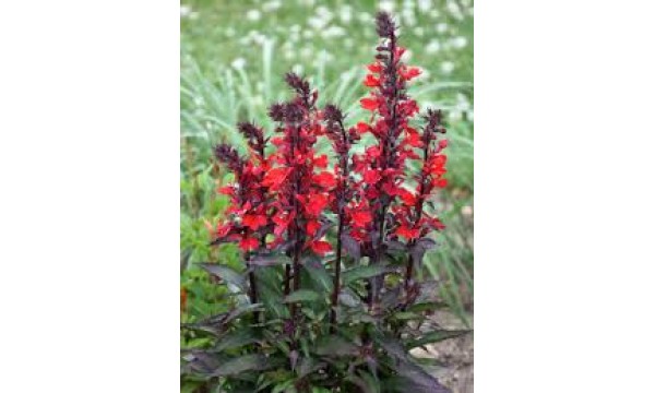 Lobelija (Lobelia) Starship burgundy