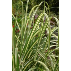 Miskantas (Miscanthus) Cabaret