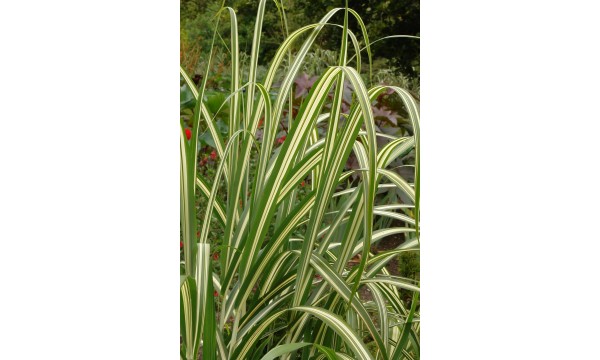 Miskantas (Miscanthus) Cabaret