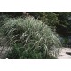 Miskantas (Miscanthus) Cabaret