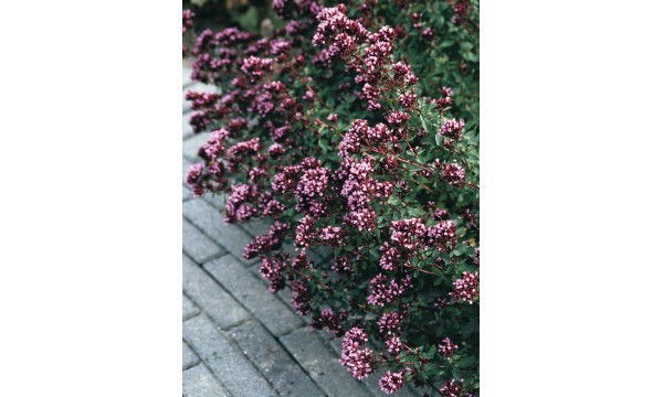 Raudonėlis (Origanum) Herrenhausen