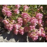 Raudonėlis (Origanum vulgare) Kent beauty Raudonėlis (Origanum vulgare) Kent beauty