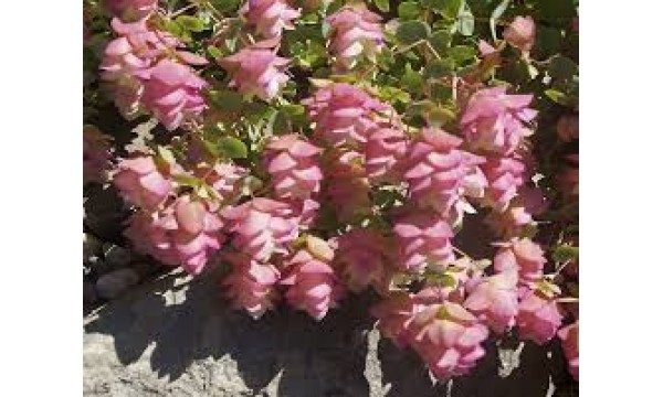 Raudonėlis (Origanum vulgare) Kent beauty