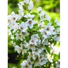 Jazminas (Philadelphus) Belle Etoile Jazminas (Philadelphus) Belle Etoile