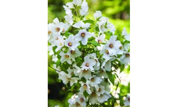 Jazminas (Philadelphus) Belle Etoile Jazminas (Philadelphus) Belle Etoile