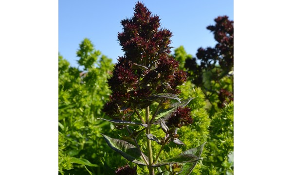 Flioksas (Phlox panic.) Blind lion
