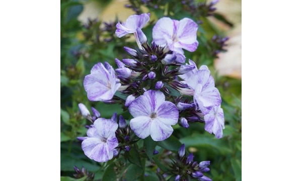 Flioksas (Phlox panic.) Freckle Blue shades