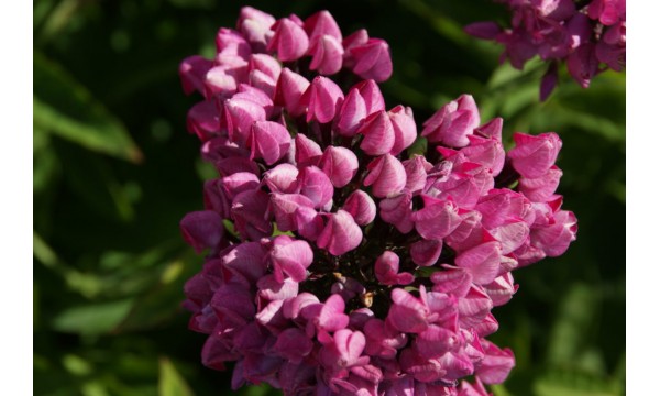 Flioksas (Phlox panic.) Butonik