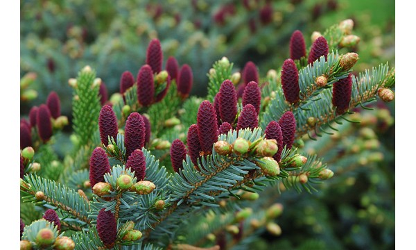 Eglė paprastoji (Picea abies) Acrocona Push