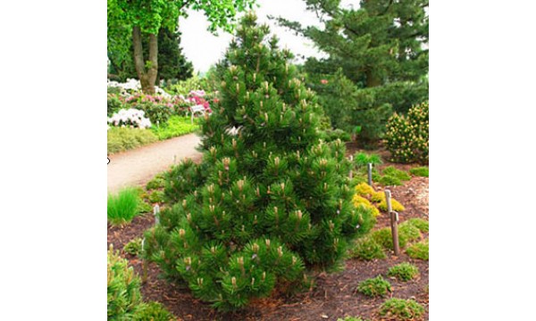 Pušis baltažievė (Pinus leucodermis) Malinki