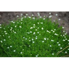 Žemenė siūlinė (Sagina subulata) Irish moss Žemenė siūlinė (Sagina subulata) Irish moss