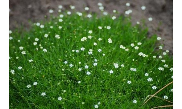 Žemenė siūlinė (Sagina subulata) Irish moss
