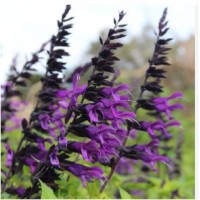 Šalavijas (Salvia) Amistad