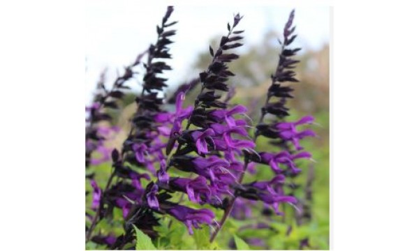 Šalavijas (Salvia) Amistad