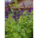 Šalavijas (Salvia) Amistad