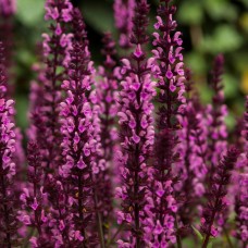 Šalavijas (Salvia nem.) Midnight rose