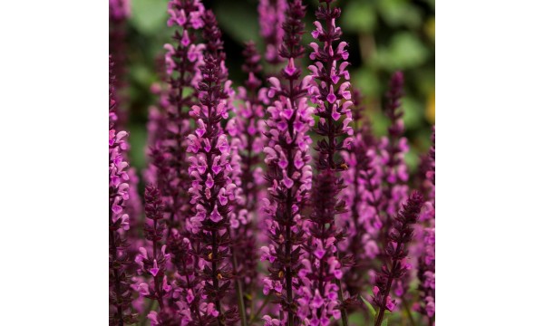 Šalavijas (Salvia nem.) Midnight rose