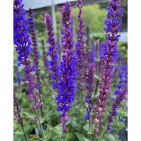 Šalavijas (Salvia nem.) Tanzerin