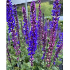 Šalavijas (Salvia nem.) Tanzerin