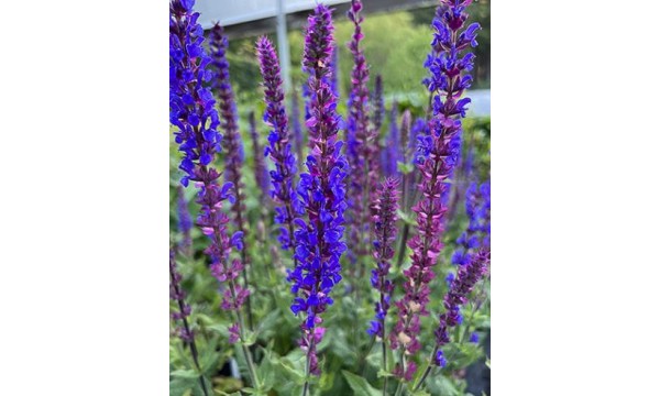 Šalavijas (Salvia nem.) Tanzerin