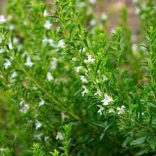 Dašis kalninis (Satureja montana) 