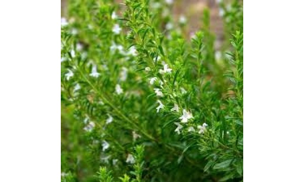 Dašis kalninis (Satureja montana) 