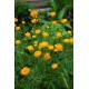 Burbulis (Trollius chinensis) Orange globe